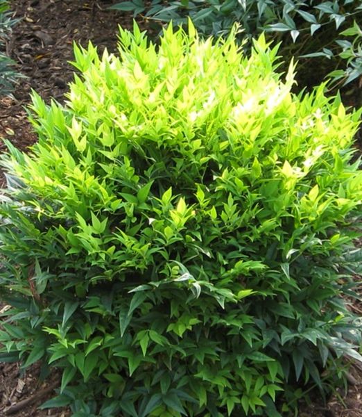 Nandina lemon lime